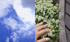 芝生に寝転んで見上げた青空（左）。芝生の端っこにはタイムが植えてある。立ち上がろうと手をついた時に香りが立ち上る細やかな演出（右）。