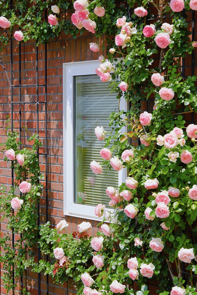 必読 家の外壁にバラを誘引する際に気をつけるべきこと ガーデンデザイン 施工 かたくり工房