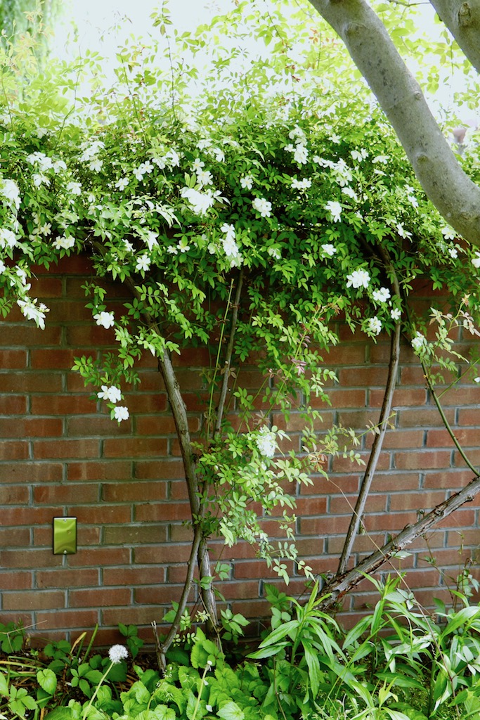 つるバラをすっきり美しく誘引する方法 ローズヘム 仕立て ガーデンデザイン 施工 かたくり工房